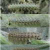 melit arduinna larva3 volg1